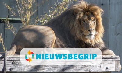 Plaatje Gedumpte leeuw Remy verkast naar Zuid-Afrika
