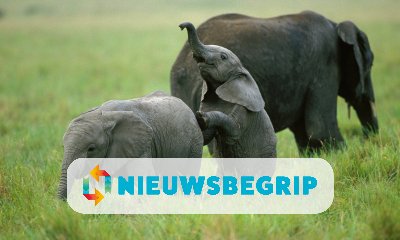Plaatje Olifanten kunnen elkaar bij naam noemen