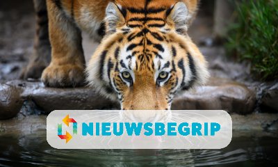 Plaatje Tijgers verhuizen van Nederland naar Kazachstan