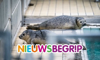 Plaatje Zeehondencentrum verhuist van Pieterburen naar Lauwersoog