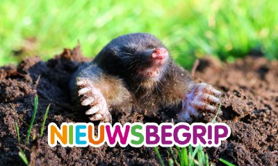 Plaatje Het is weer mollentijd!