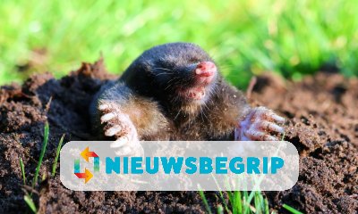 Plaatje Het is weer mollentijd!