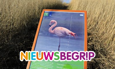 Plaatje Bezoekers hinderen flamingo