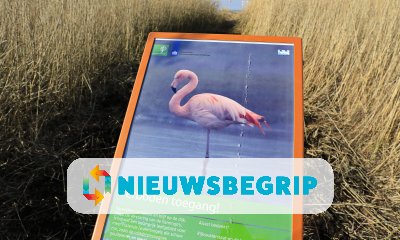 Plaatje Bezoekers hinderen flamingo