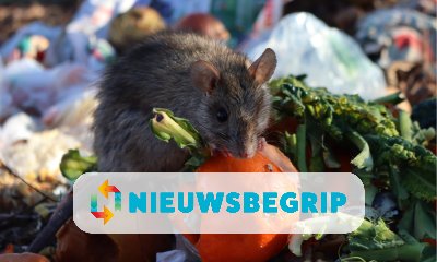 Plaatje De rat: vriend of vijand?