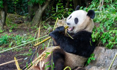 Plaatje Dieren: Dierentuin van de toekomst | groep 5/6