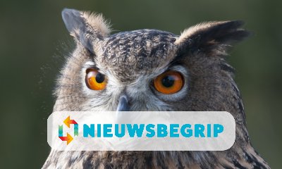 Plaatje De Purmerendse oehoe