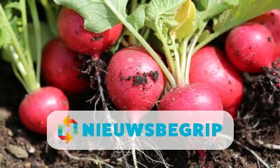 Plaatje De moestuin