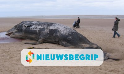 Plaatje Gestrande potvissen