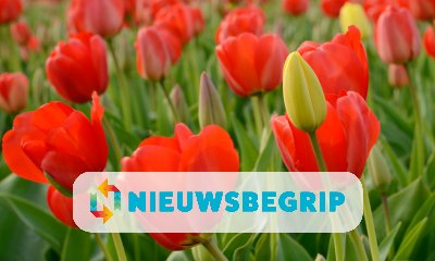 Plaatje Tulpen