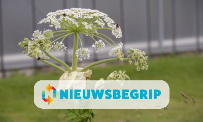 Plaatje Reuzenberenklauw