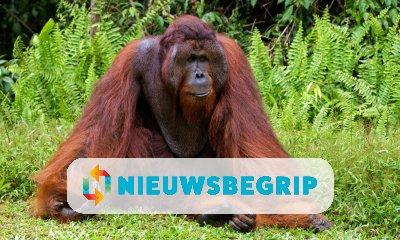 Plaatje Mensaap met uitsterven bedreigd