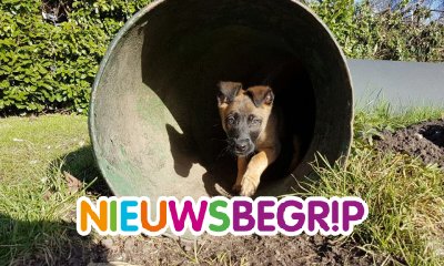 Plaatje Bumper, politiehond-in-opleiding