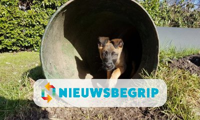 Plaatje Bumper, politiehond-in-opleiding