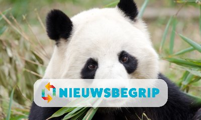 Plaatje Panda