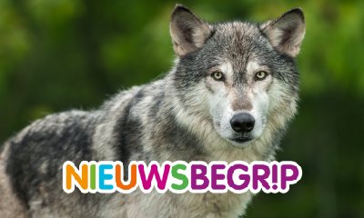 Plaatje Wolf gezien op de Veluwe