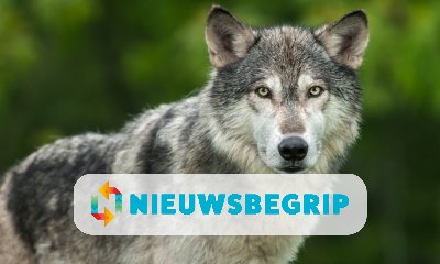 Plaatje Wolf gezien op de Veluwe