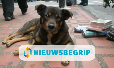 Plaatje Steeds meer buitenlandse zwerfhonden geadopteerd