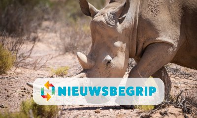 Plaatje Laatste noordelijke witte neushoorn-mannetje overleden