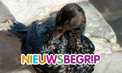 Plaatje Vogels besmeurd na olielek in Rotterdamse haven