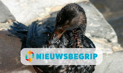 Plaatje Vogels besmeurd na olielek in Rotterdamse haven