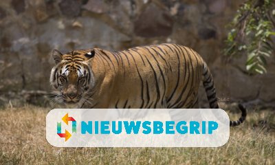 Plaatje Twee keer zoveel wilde tijgers in Nepal
