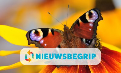 Plaatje Enorme afname aantal vlinders