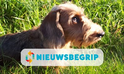 Plaatje Werelddierendag