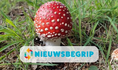 Plaatje Paddenstoelen