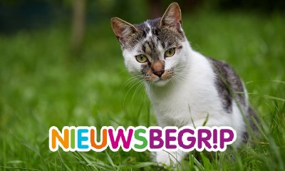 Plaatje Mogen katten niet meer naar buiten?