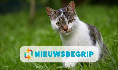 Plaatje Mogen katten niet meer naar buiten?