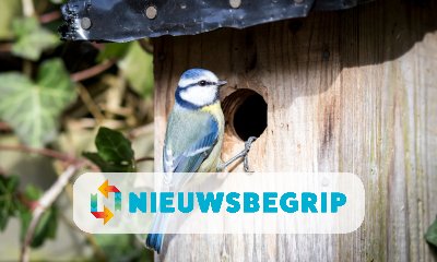 Plaatje Vogels kijken via webcams