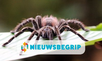 Plaatje Vogelspin in bakje druiven