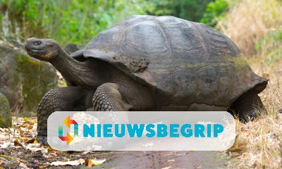 Plaatje Reuzenschildpadden redden hun eigen soort
