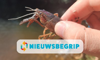 Plaatje Amerikaanse rivierkreeft rukt op in Nederland