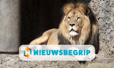 Plaatje Leeuwen van Artis moeten verhuizen