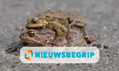 Plaatje Paddentrek weer begonnen