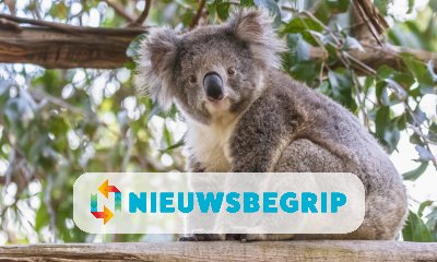 Plaatje Koala nu officieel bedreigde diersoort