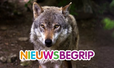 Plaatje Steeds meer wolven in Nederland